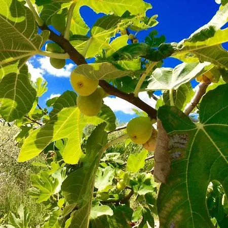 Casa Miyo